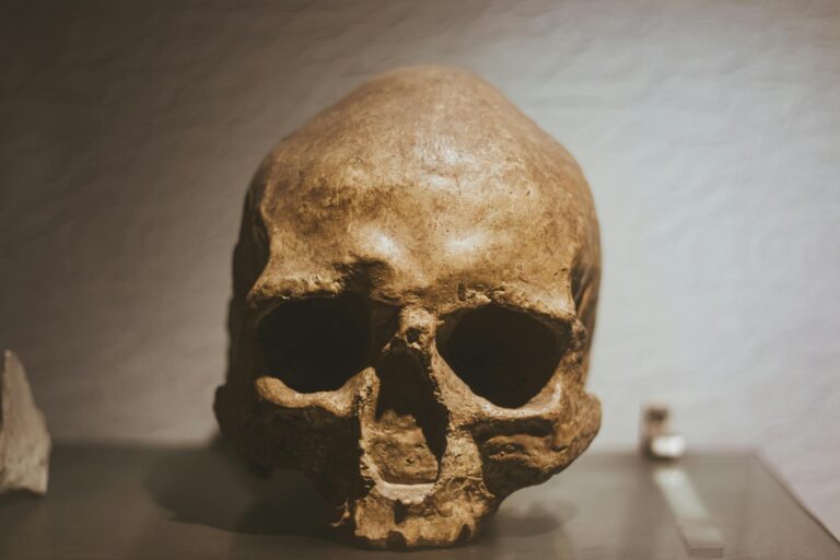 Close-up of an ancient skull in a solemn museum setting, offering a glimpse into history.