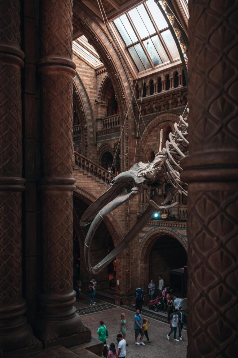 Visitors admire the magnificent whale skeleton in the Natural History Museum, London.